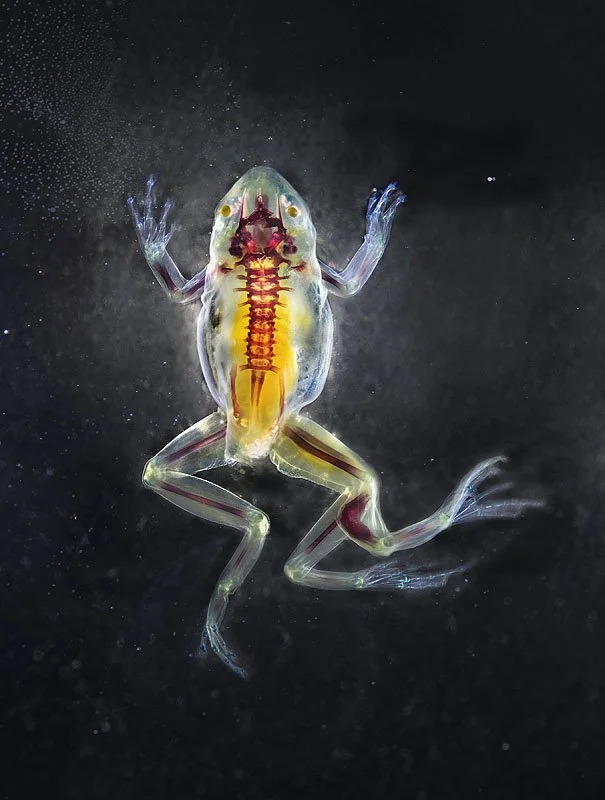 DFA 147: Phaethon. 2013. Unique Iris print on Arches watercolor paper. Cleared and stained Pacific tree frog collected in Aptos, California in scientific collaboration with Stanley K. Sessions. 46 x 34 in.