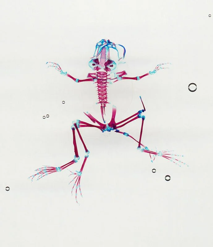DFA 9: Sphinx. 2003/07. Unique digital-C print on watercolor paper. Cleared and stained Pacific tree frog collected in Aptos, California in scientific collaboration with Stanley K. Sessions. Title by the poet KuyDelair. 46 x 34 in.