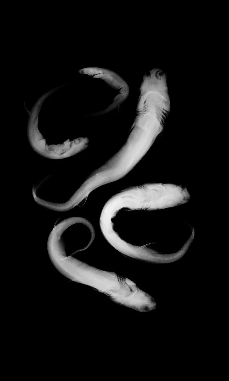 MIA Fringefin LanternsharkUnique Gicleé print of radiograph of United States National Museum of Natural History (NMNH) at the Smithsonian specimen 220405 Etmopterus schultzi. Species last reported in 2006.