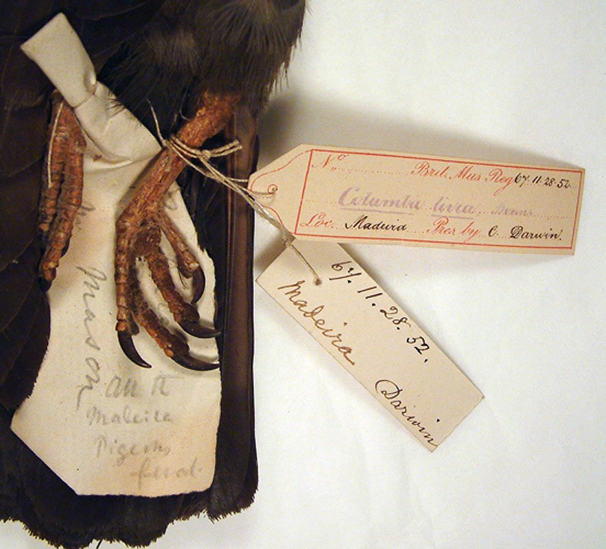 Detail of writing by Charles Darwin and British Museum Natural History specimen labels.