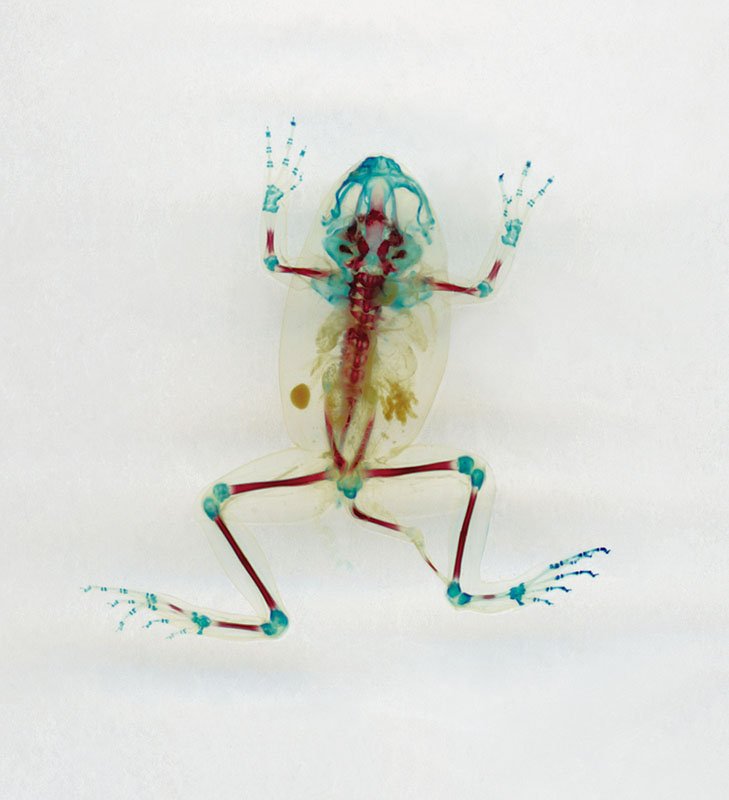 DFA 7: Orphéios. 2003/08. Unique IRIS print on watercolor paper. Cleared and stained Pacific tree frog collected in Aptos, California in scientific collaboration with Stanley K. Sessions. Title by the poet KuyDelair. 47.5 x 36.5 in.