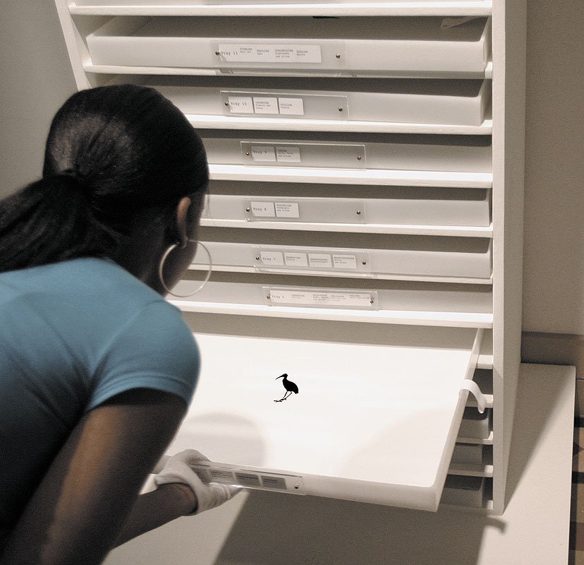 A Field-Guide to the Birds of Jamaica Bay ca 1952- 2024 AD. 2002-2004. 326 ink drawings on recycled plastic, wood, recycled plastic trays.