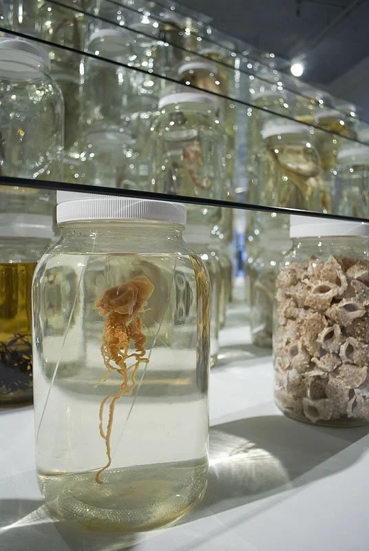 Collapse (Detail). Installed at Ronald Feldman Fine Arts, New York, NY, 2012. Mixed-media installation including 26,162 preserved specimens representing 370 species. Glass, Preffer and Carosafe preservative solutions. 12 x 15 x 15 feet. In collaborat