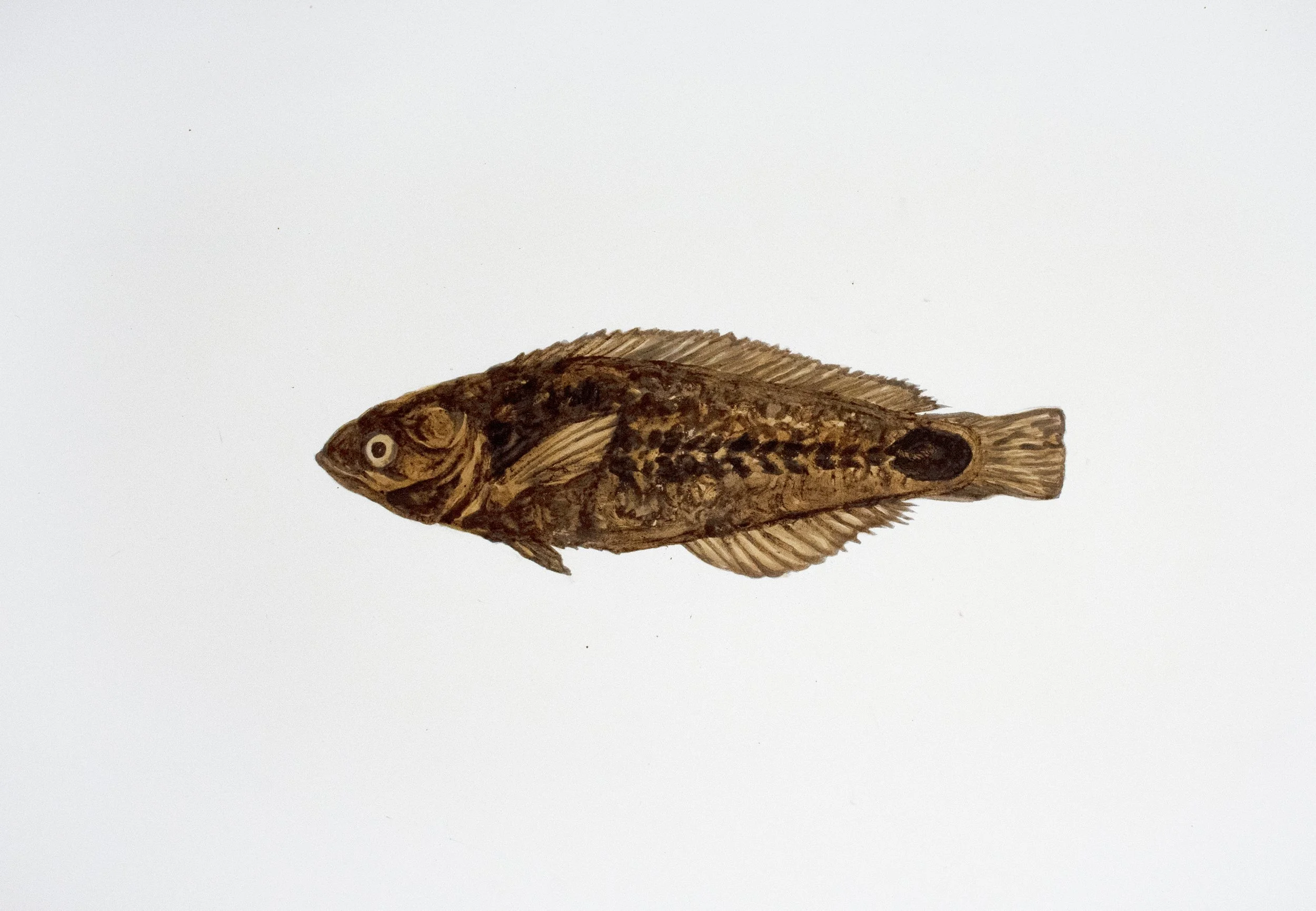 MIA Mardis Gras Wrasse. 2020-21. Mixed media with DeepwaterHorizon source crude oil, Taylor/ MC20 source crude, contaminated marshland sediment with oil, anaerobic bacteria and iron oxide, and COREXIT 9500A (dispersant) on Arches hot press watercolor