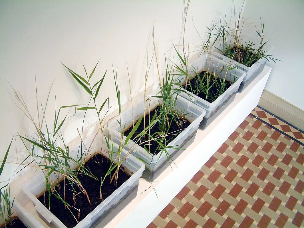 Phragmites Clone Experiment. 2004. Common reed/ Phragmites australis plants, soil, plastic containers.