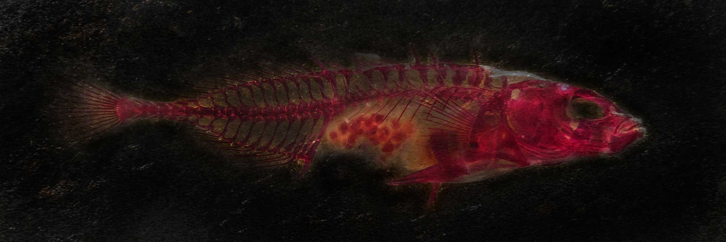 Têthys - SB3_2. 2012/2013. Duratrans prints on double sided light-boxes. 1 meter by 3 meters.