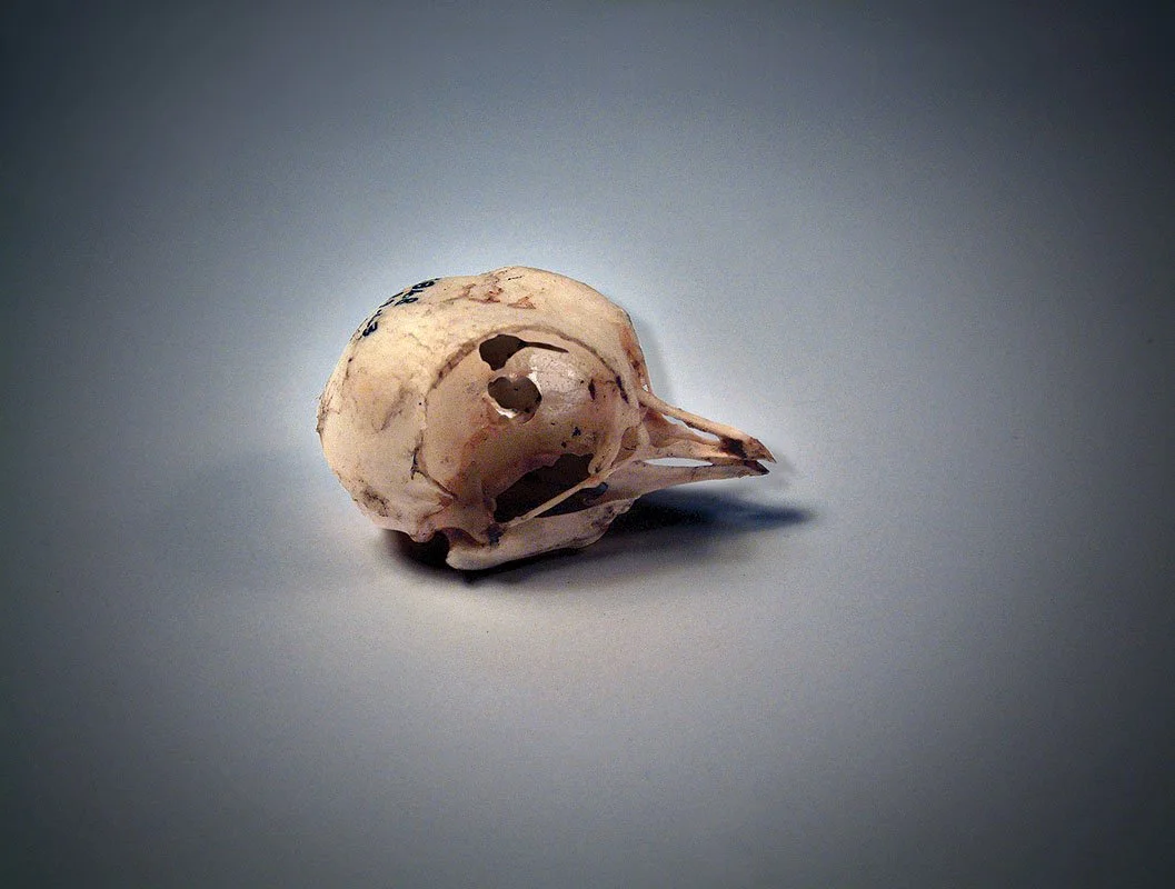 Influence 8. 2003/2012. Digital chromogenic print. Edition size of 10. 22 x 30 inches.