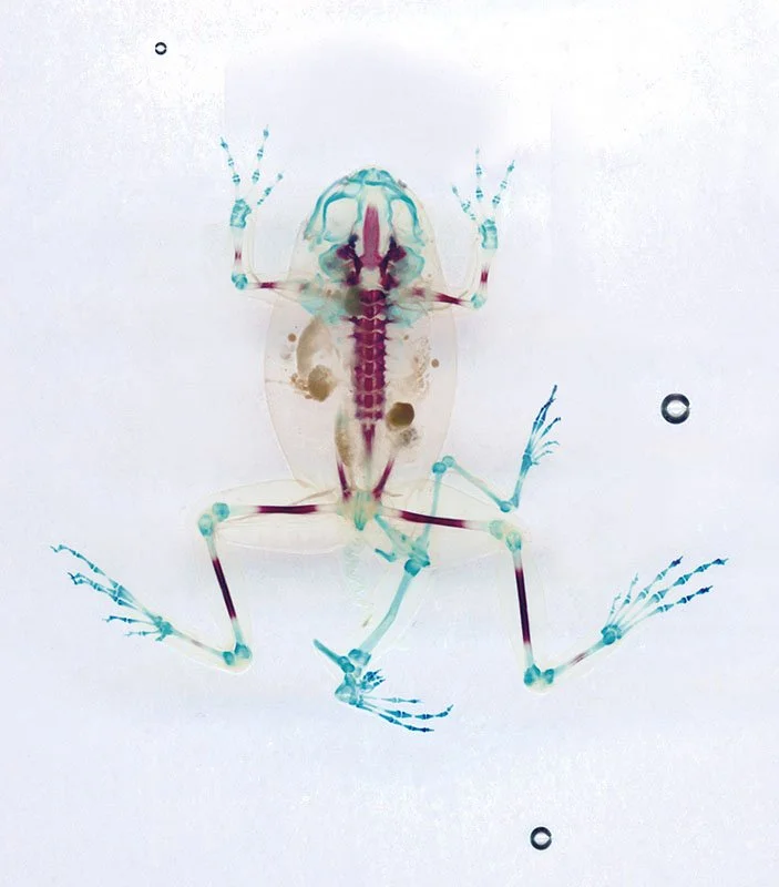 DFA 20: Ínakhos. 2003/08. Unique IRIS print on watercolor paper. Cleared and stained Pacific tree frog collected in Aptos, California in scientific collaboration with Stanley K. Sessions. Title by the poet KuyDelair. 47.5 x 36.5 in.