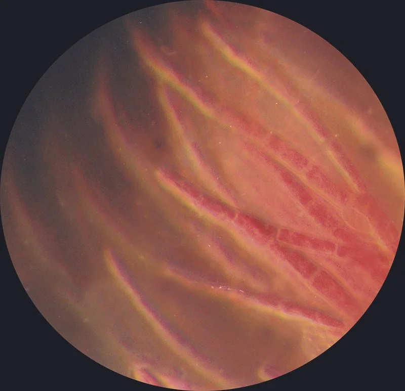 brandon_ballengee_red_bloom_7.jpg