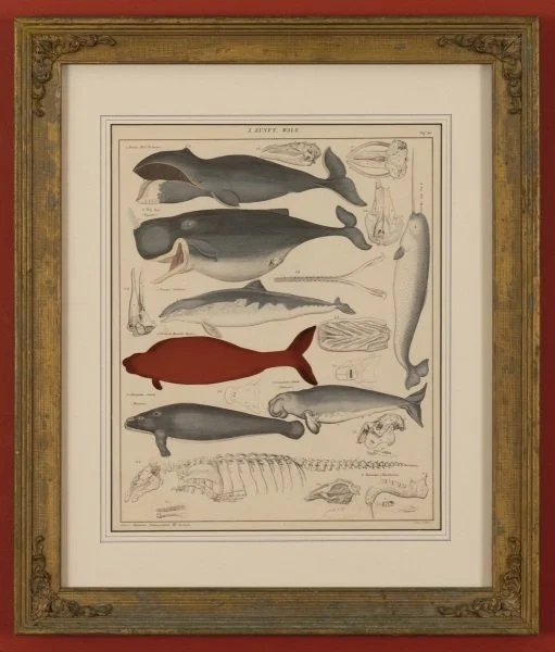 RIP Steller's Sea Cow: After Lorenz Oken, 1843/2018, Artist cut and burnt hand colored lithograph, ashes, and etched funerary urn, 19 1/2 x 16 5/8 x 7/8 inches