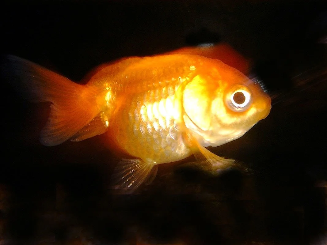 Calico Fantail goldfish with Ranchu features. Fish World, Oldham, England. 2002. Exhibited at The International Center for Photography, New York, NY, USA, 2003. In scientific collaboration with in collaboration with Hong Suk Michael Oh and Peter Warn