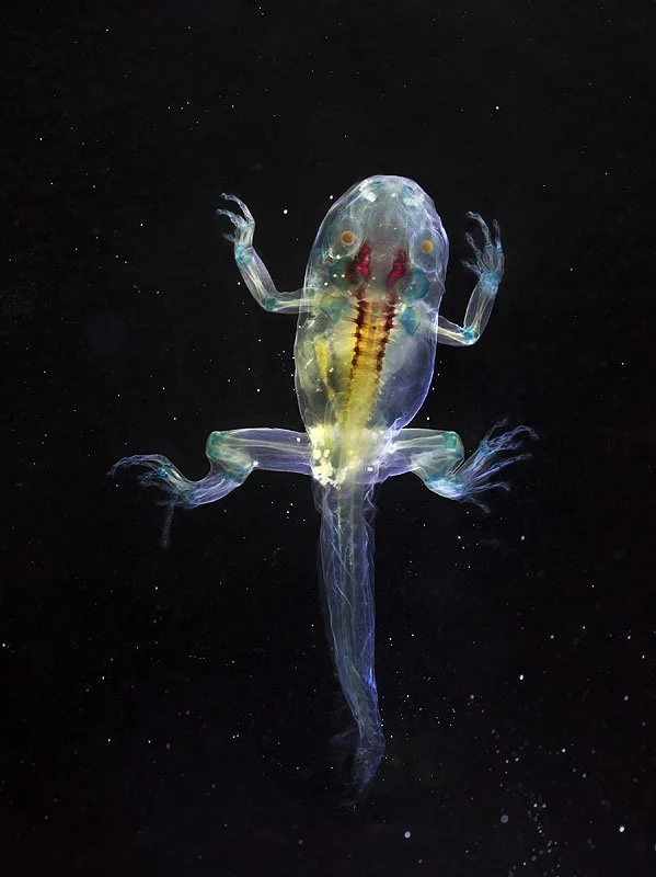 DFA 125: Glaucus. 2013. Unique Iris print on Arches watercolor paper. Cleared and stained Pacific tree frog collected in Aptos, California in scientific collaboration with Stanley K. Sessions. 46 x 34 in.