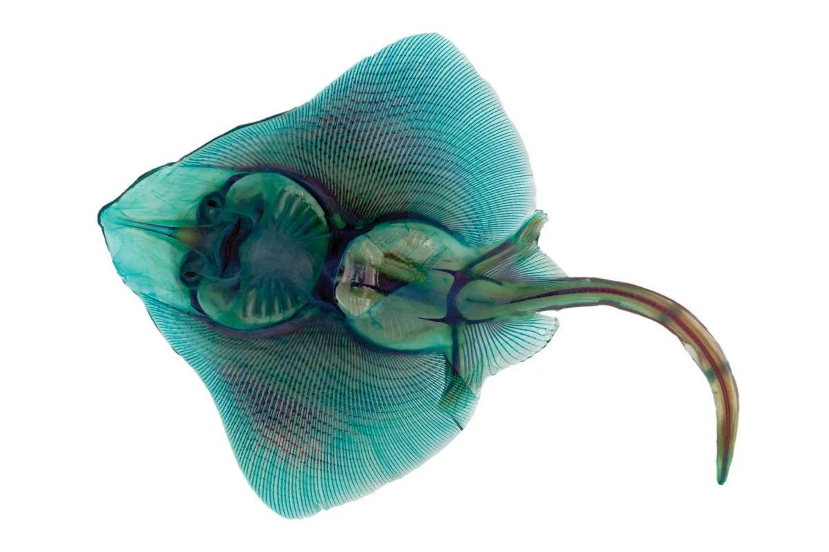RIP Texan Clearnosed Skate. 2014. Giclée print on handmade Japanese rice paper in an edition of 13. 18 by 24 inches each.
