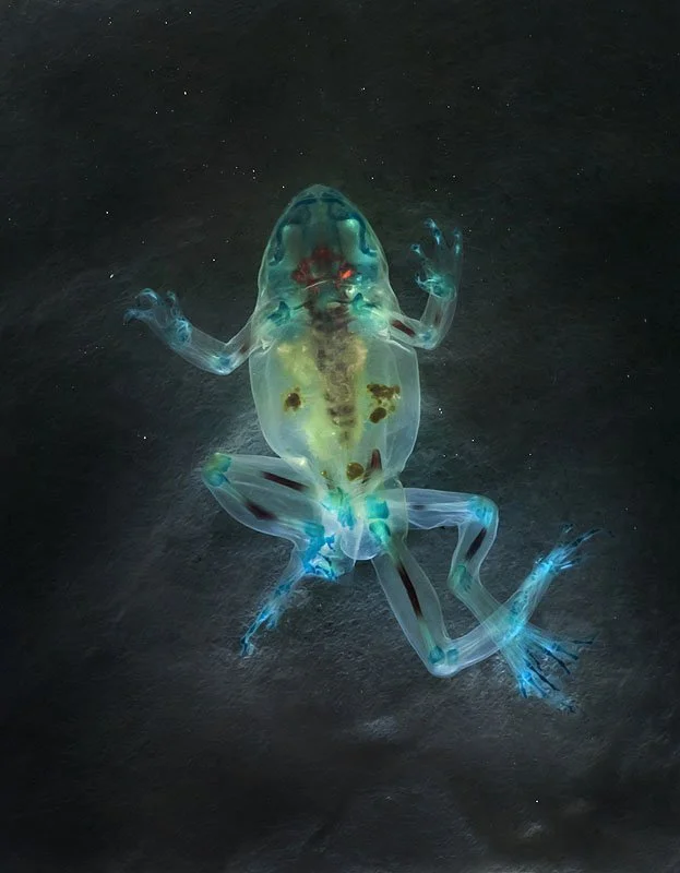 DFA 156: Persephonē. 2012. Unique digital-C print on watercolor paper. Cleared and stained Pacific tree frog collected in Aptos, California in scientific collaboration with Stanley K. Sessions. 46 x 34 in.