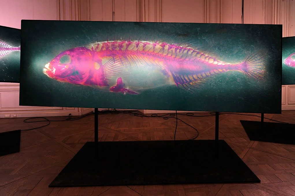Overview. 2012/2013. Duratrans prints on double sided light-boxes. 1 meter by 3 meters each. Photo by Laurence Godart