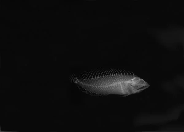MIA Stretchjaw Blenny. 2018. 18.75 by 26 inches. Unique Gicleé print from a radiograph of United States National Museum of Natural History (NMNH) at the Smithsonian specimen USNM 219830 Chasmodes longimaxilla (holotype). *Species last reported in 198
