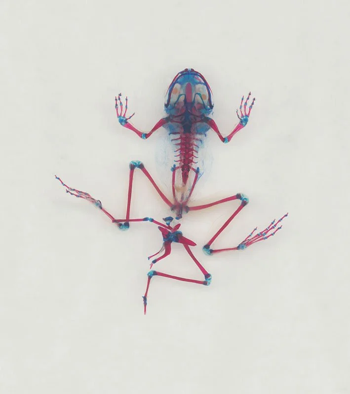 DFB 42: Êléktra Ozomène. 2008. Unique digital-C print on watercolor paper. Cleared and stained Pacific tree frog collected in Aptos, California in scientific collaboration with Stanley K. Sessions. Title by the poet KuyDelair. 46 x 34 in.