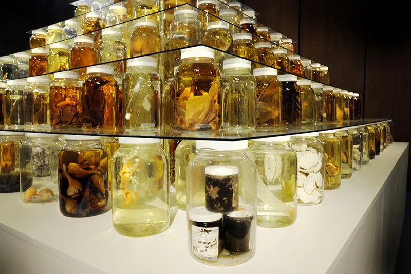 Collapse. Installed at National Academy of Sciences, Washington, DC, 2014. Mixed-media installation including 26,162 preserved specimens representing 370 species. Glass, Preffer and Carosafe preservative solutions. 12 x 15 x 15 feet. In collaboration