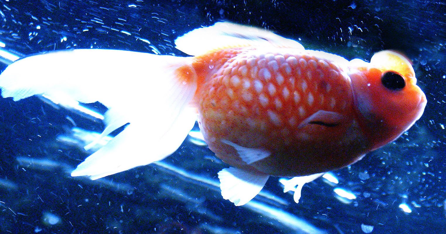 Pearl-Scale goldfish with Lionhead features. Aquatech, Manchester, England. 2002. Exhibited at The International Center for Photography, New York, NY, USA, 2003. In scientific collaboration with in collaboration with Hong Suk Michael Oh and Peter War