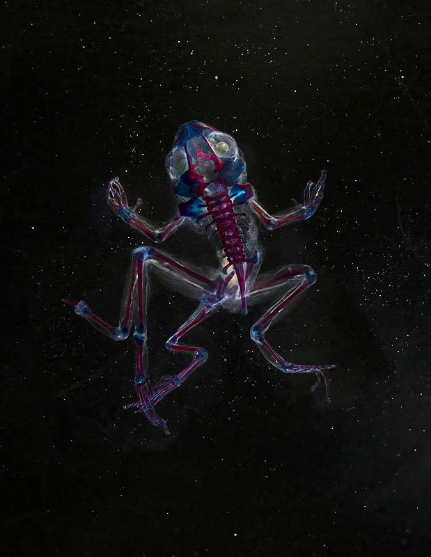 DFB 33: Hekate. 2013. Unique Iris print on Arches watercolor paper. Cleared and stained Pacific tree frog collected in Aptos, California in scientific collaboration with Stanley K. Sessions. 46 x 34 in.