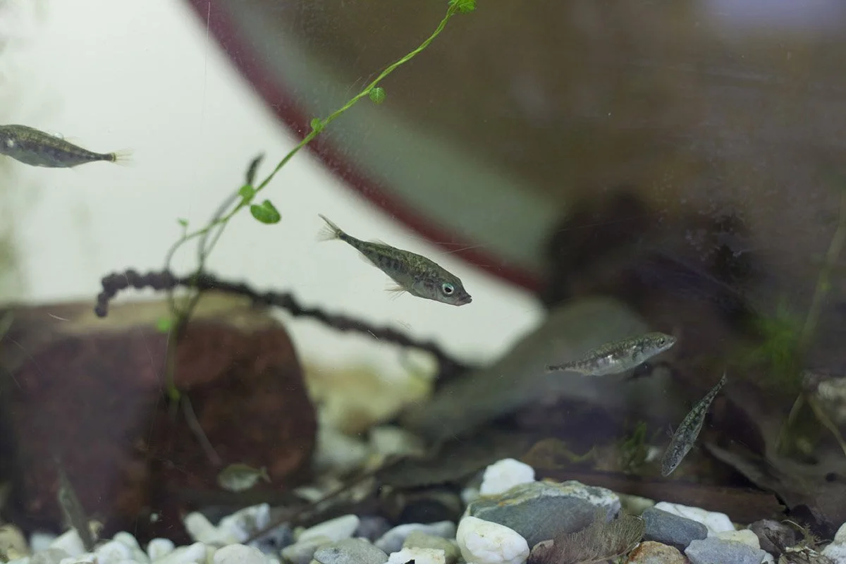 Sittard\'s Industrial Canal Eco-Displacement. Installed at Museum Het Domein, Sittard, Netherlands, 2014. Aquatic organisms, detritus. 7 x 9 x 2 feet.