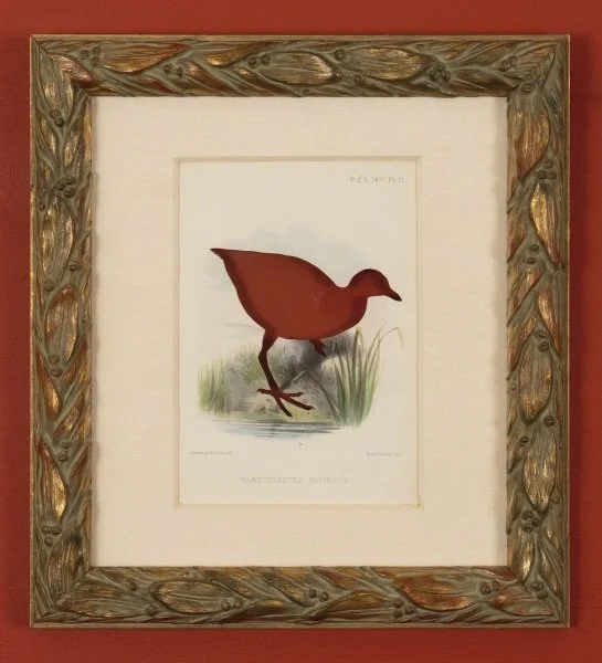 RIP Samoan Woodhen: After Joseph Smit, 1873/2018, Artist cut and burnt chromolithograph, ashes, and etched funerary urn, 13 3/4 x 12 3/8 x 1 1/8 inches