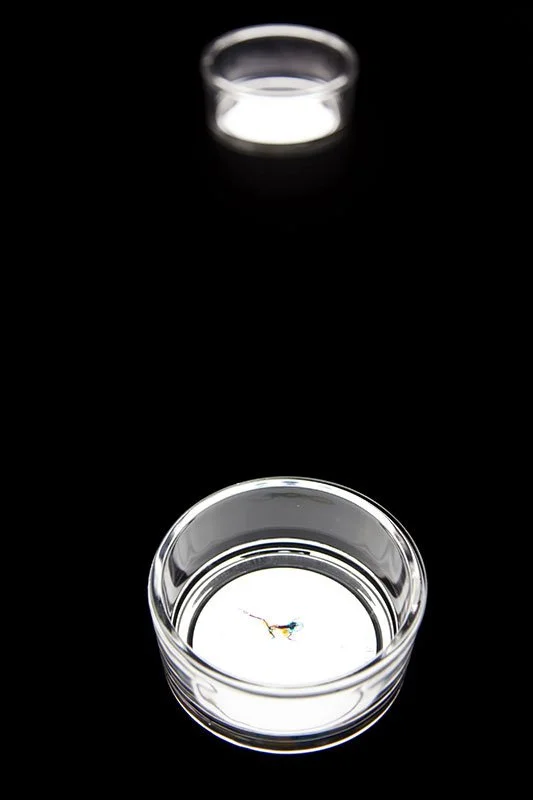Styx: Variation V. 2010. Royal Institution of Great Britain, London, England. Mixed media installation: cleared and stained English toads and 1 European common frog on sculptural light-box. In scientific collaboration with Stanley K. Sessions and Ric