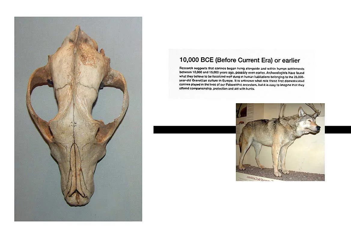 10,000 Before Current Era or before. Natural History Museum, Darwin Centre, London, Summer 2003.