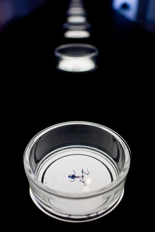 Styx: Variation III. 2008. z33, Hasselt, Belgium. Mixed media installation with 9 cleared and stained Pacific treefrogs on sculptural light-box. In scientific collaboration with Stanley K. Sessions. Photograph by Kristof Vrancken.