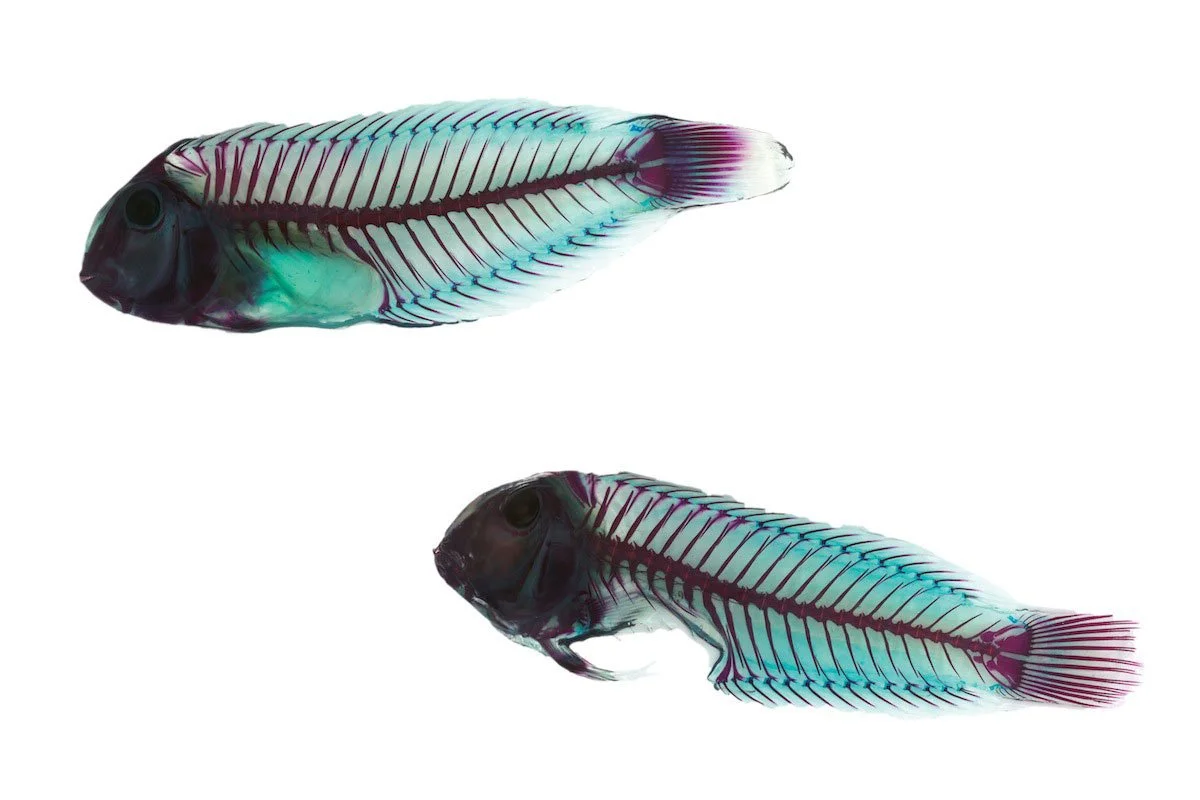 RIP Parrot Fish. 2014. Giclée print on handmade Japanese rice paper in an edition of 13. 18 by 24 inches each.