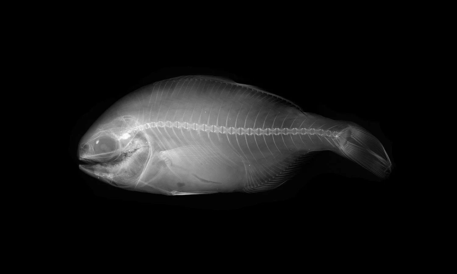 MIA Black Driftfish. Unique Gicleé print of radiograph of United States National Museum of Natural History (NMNH) at the Smithsonian specimen 221588 Hyperoglyphe bythites.Species last reported 2008.