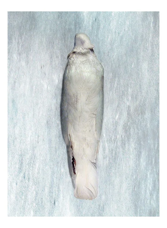 DP 43.2: Lotan from Madras. No. 6 (verso). 2003/09. Unique pigmented ink prints on watercolor paper. 30.25 x 22.5 inches.