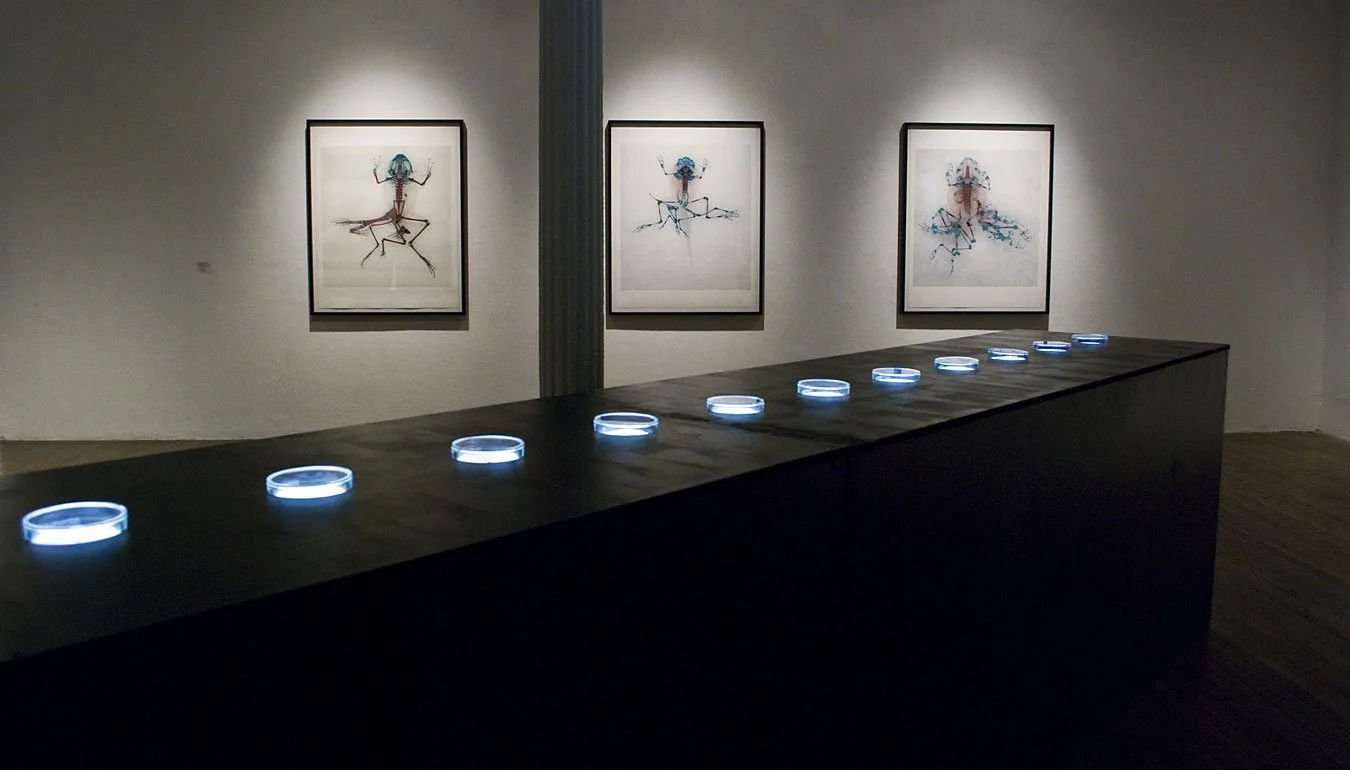 Styx: Variation X. 2012. Ronald Feldman Fine Arts, New York, NY, USA. Mixed media installation with 13 cleared and stained Pacific treefrogs on sculptural light-box. In scientific collaboration with Stanley K. Sessions. Photo by Varvara Mikushkina.