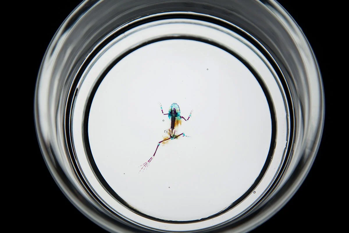DETAIL of Styx: Variation V. 2010. Cleared and stained European common frog on sculptural light-box. In scientific collaboration with Stanley K. Sessions and Richard Sunter. Photograph by Kristian Buss.