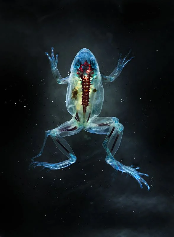 DFA 186: Hadēs. 2012. Unique digital-C print on watercolor paper. Cleared and stained Pacific tree frog collected in Aptos, California in scientific collaboration with Stanley K. Sessions. 46 x 34 in.