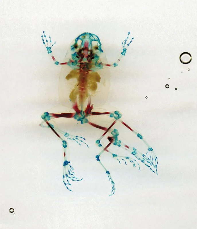 DFA 19: Io. 2003/08. Unique IRIS print on watercolor paper. Cleared and stained Pacific tree frog collected in Aptos, California in scientific collaboration with Stanley K. Sessions. Title by the poet KuyDelair. 47.5 x 36.5 in.