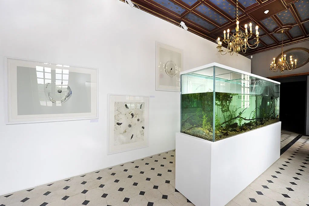 Chamarande Eco-­Displacement. Installed at Chateau du Domaine de Chamarande, Chamarande, France, 2013. Aquatic organisms, detritus from the nearby Cressionière. 7 x 9 x 2 feet.