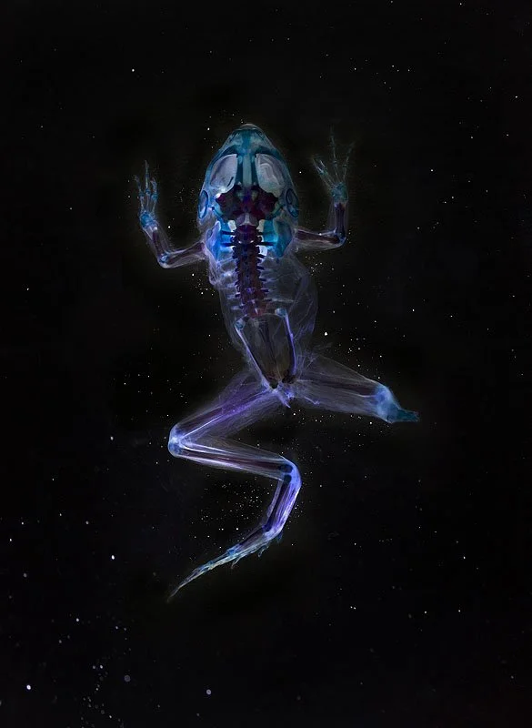 DFA 204: Erebus. 2013. Unique Iris print on Arches watercolor paper. Cleared and stained North American green frog collected in North Hempstead, New York in scientific collaboration with Peter Raymond Warny. 46 x 34 in.