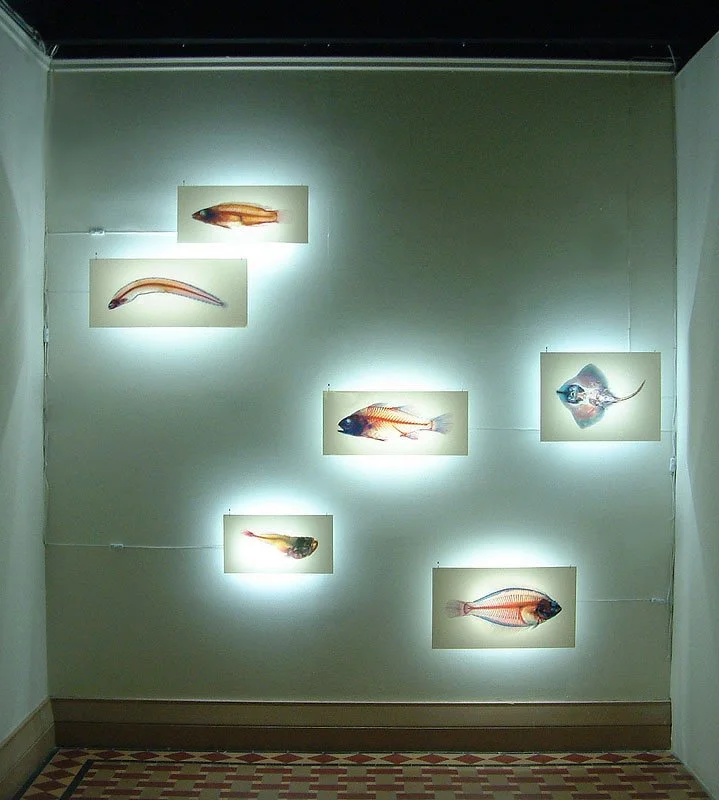 School of Fish. 2002-2004. Duratrans transparencies, plexiglas, lights and fixtures.