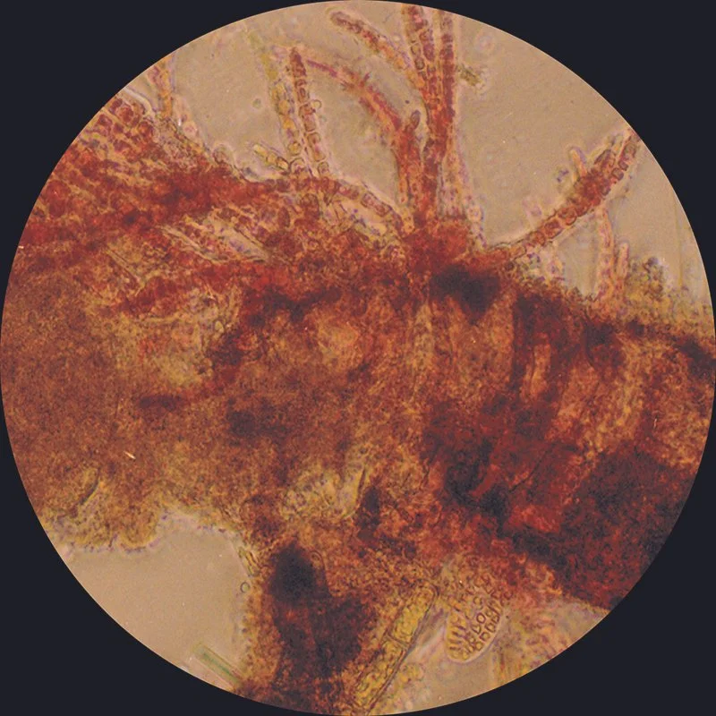 brandon_ballengee_red_bloom_5.jpg