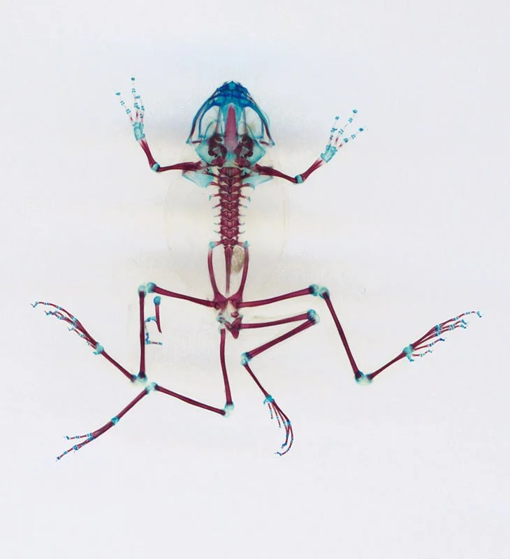 DFA 1: Panóptês Argos. 2003/08. Unique IRIS print on watercolor paper. Cleared and stained Pacific tree frog collected in Aptos, California in scientific collaboration with Stanley K. Sessions. Title by the poet KuyDelair. 47.5 x 36.5 in.