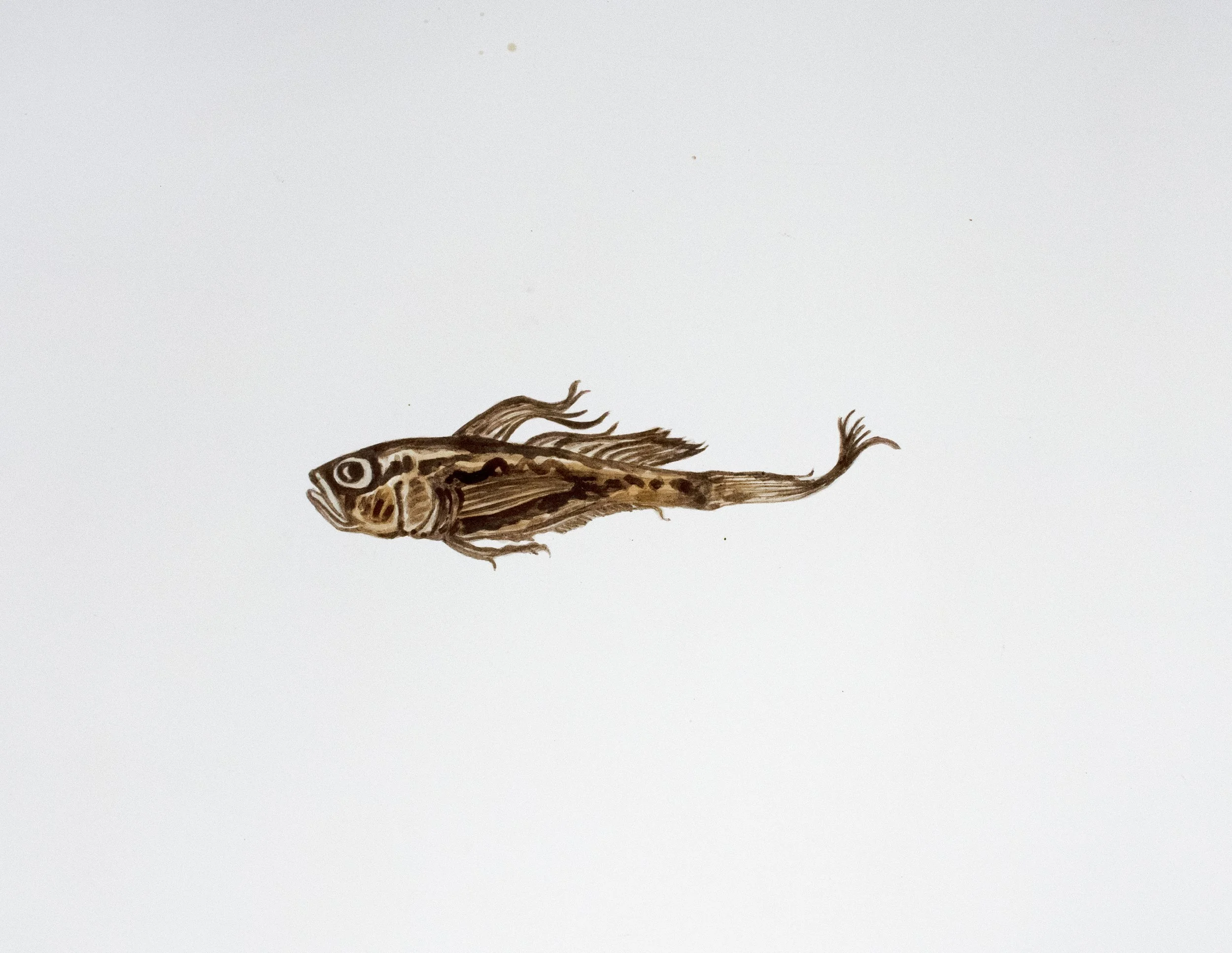 MIA Shelf Goby. 2020-21. Mixed media with Deepwater Horizon source crude oil, Taylor/ MC20 source crude, contaminated marshland sediment with oil, anaerobic bacteria and iron oxide, and COREXIT 9500A (dispersant) on Arches hot press watercolor paper.