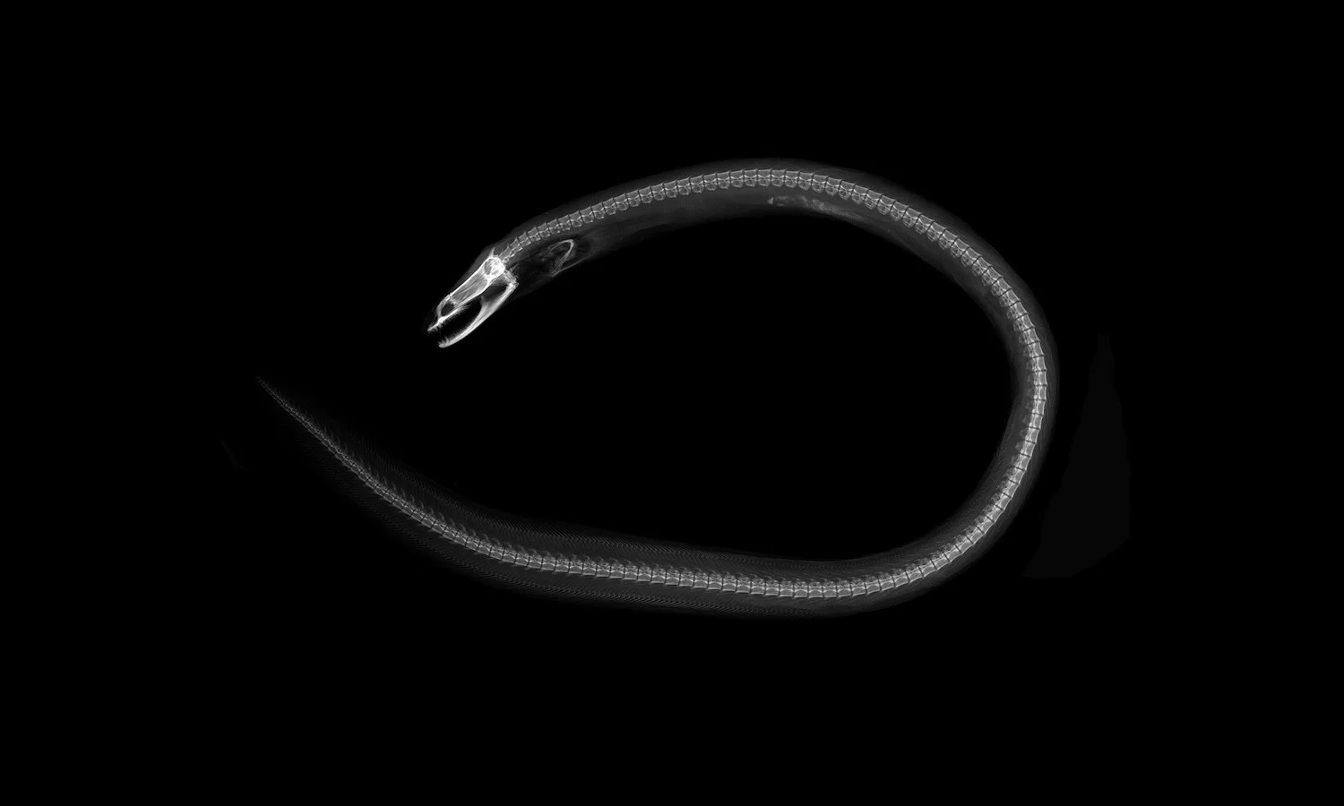 MIA Redface Moray Eel. Unique Gicleé print of radiograph of United States National Museum of Natural History (NMNH) at the Smithsonian specimen 359261 Monopenchelys acuta. Species last reported 2006.