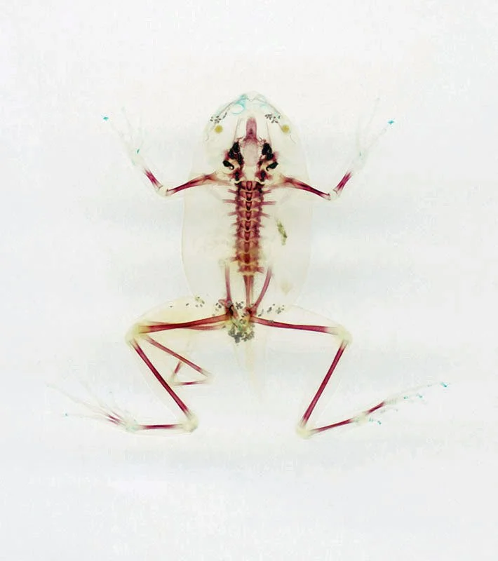 DFA 5: Eurudíkê. 2003/08. Unique IRIS print on watercolor paper. Cleared and stained Pacific tree frog collected in Aptos, California in scientific collaboration with Stanley K. Sessions. Title by the poet KuyDelair. 47.5 x 36.5 in.