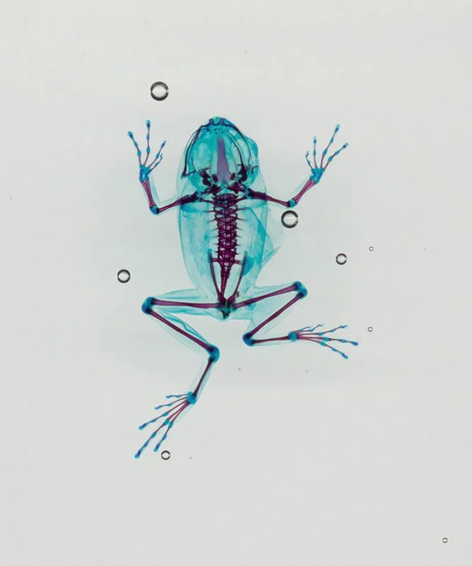 DFA 2: Héphaistos. 2003/07. Unique digital-C print on watercolor paper. Cleared and stained Pacific tree frog collected in Aptos, California in scientific collaboration with Stanley K. Sessions. Title by the poet KuyDelair. 46 x 34 in.
