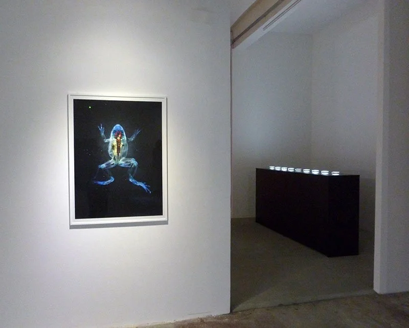 Styx: Variation XII. 2012. Portal MMC Kibla, Maribor, Slovenia. Mixed media installation with 9 cleared and stained Pacific treefrogs on sculptural light-box. In scientific collaboration with Stanley K. Sessions. Photograph by Matej Kristovič.