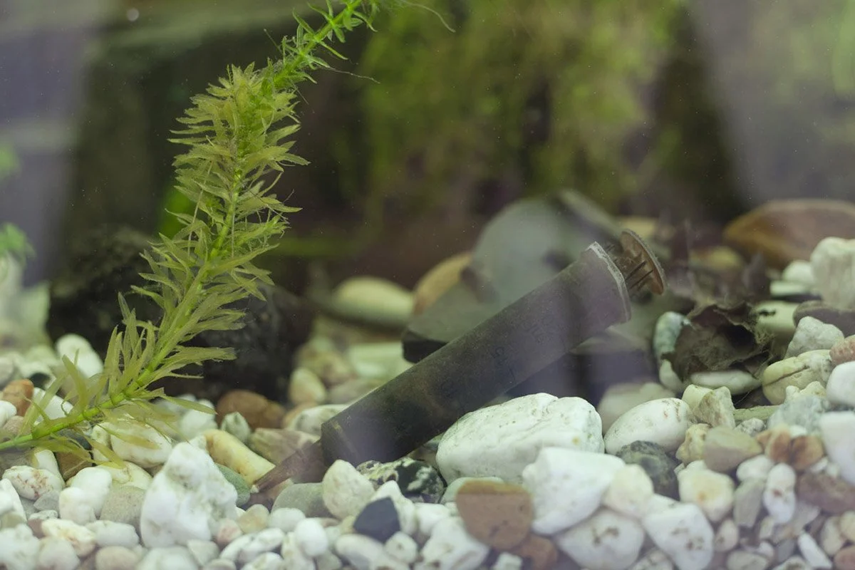 Sittard\'s Industrial Canal Eco-Displacement. Installed at Museum Het Domein, Sittard, Netherlands, 2014. Aquatic organisms, detritus. 7 x 9 x 2 feet.