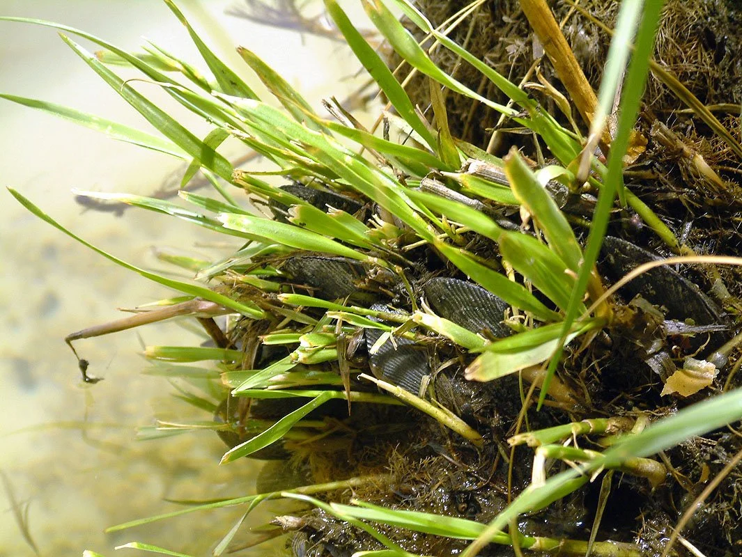 Island of Life. 2004, Mixed- media including the following live species: Smooth Cordgrass / Spartina alterniflora, Blue mussels/ Mytilus edulis, Horse mussels/ Modiolus modiolus, Japanese Shore Crabs/ Hemigrapsus sanguineus, Long-Clawed Hermit Crabs/