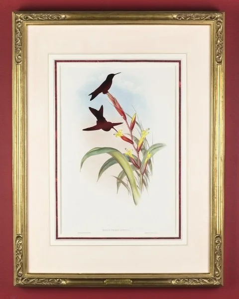 RIP Turquoise-throated Puffleg Hummingbird: After John Gould, 1868/2015, Artist cut and burnt hand-colored stone lithograph finished with gold leaf and gum arabic, etched glass funerary urn, and ashes, 21 1/4 x 14 3/8 inches