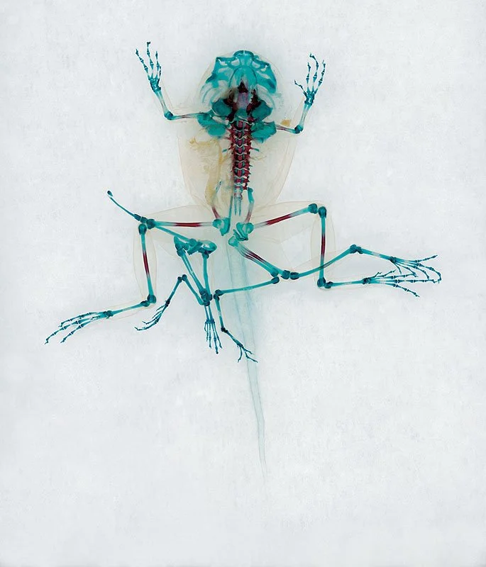 DFA 83: Karkinos. 2001/07. Unique digital-C print on watercolor paper. Cleared and stained Pacific tree frog collected in Aptos, California. In scientific collaboration with Stanley K. Sessions. Title by the poet KuyDelair. 46.5 x 34.5 in.